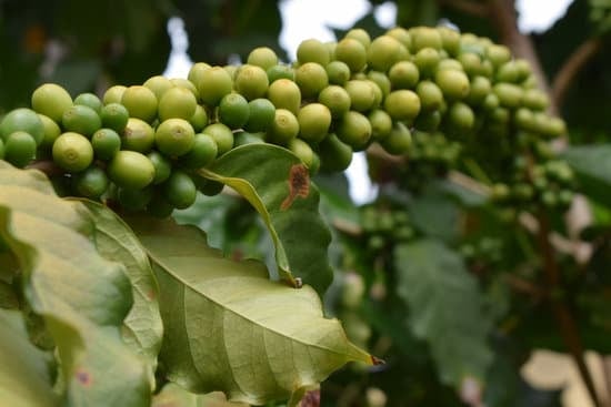 green coffee beans in its tree